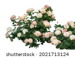 Blooming rose bushes isolated on white background