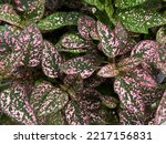 Close up beautiful leaves texture with pink and green color of Polka Dot Plant, Hypoestes phyllostachya, in the garden. Tropical foliage plant. 