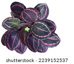 Top view bush with colorful leaves and flower of Calathea Roseopicta Princess Jessie, tropical foliage plant. Isolated on white background.