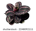 Calathea roseopicta 'Princess Jessie bush with beautiful leaves isolated on white background. Tropical foliage plant.