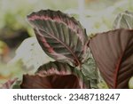 Close up beautiful leaf of Calathea roseopicta 'Princess jessie' on garden blur background                                