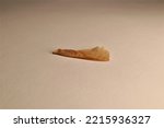 Winged mature maple seed isolated on white background.
single maple seed.
Also called helicopters, whirlers, twisters or whirligigs, samaras are the winged seeds produced by maple trees.
plants