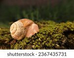 Small photo of Close up of a Snail. Snail crawling on moss in the garden. Note: snails secrete mucus material that helps it glide. These mucus substances help the skin to renew collagen. insects, insect. bugs, bug