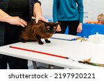 Small photo of Braune Katze mit gelben Augen bei der Tierschau. Der Prozess der Bewertung dieser Art und Generalinspektion. nicht erkennbarer Mensch