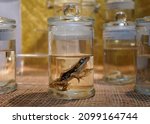Small photo of Dark Sided Frog preserved in formaldehyde in glass jar. Preserved specimens of frogs in flasks. Wet specimens.