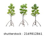 Set Of Mangrove Trees With Prop ...