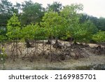 Mangrove Trees With Prop Root...