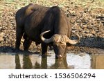 Small photo of Buffalo are very poor at conserving their water and hydration and are consequently very dependant on surface water. Periods of drought can wreak havoc on their numbers.