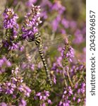 Small photo of The Common Goldring is a large spectacular dragonfly that prefers moorlands and heathlands with acid streams for breeding. This male ranges far over the heather hunting for prey