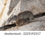 Small photo of An infant Bush Hyrax suckles from its mother. The young are hyper-active and between energetic play, which starts at an early age they suckle from their mother and eat solids