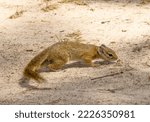 Small photo of Ruaha National Park is an area of lap-over and in-breeding between the Side Striped Bush Squirrel and Smith's Bush Squirrel. Many show only slight side marking whilst nearer the coast it is pronounced