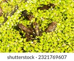 Small photo of At the end of spring tiny froglets start to emerge from ponds. They have completed the process of metamorphosis and can now breath using lungs or through their skin, having lost the tadpole gills