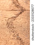 Small photo of A column of Hissing Ants, often referred to as Safari Ants, marches out in search of a new temporary camp, or bivouac. They are voracious marauders constantly in search of prey, mainly termites.