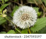 Small photo of The seed head of the Dandelion, often referred to as a clock, is an incredibly efficient means of seed dispersal. With the right weather conditions the seeds can disperse miles from the parent plant.