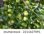 Japanese apricot fruit, Young fruits of Ume, on the tree