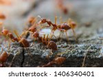 Red imported fire ant action of ...