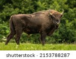 European bison  bison bonasus . ...