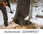 A professional lumberjack cutting down a dangerous tree near a public road. Poland.