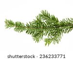 Fir Branch Isolated On White...