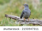 The Famous Colin The Cuckoo At...