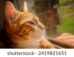 Small photo of Wolfie, a 12-week-old orange and white kitten, lays in a window with a stuffed toy, July 2, 2023, in Coden, Alabama.