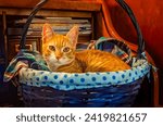 Small photo of Wolfie, an 8-week-old orange and white kitten, lays in a basket, June 7, 2023, in Coden, Alabama. Orange and white kittens, also known as marmalade or ginger kittens, are typically male.