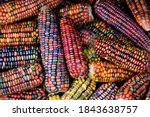 Colorful cobs of ornamental...