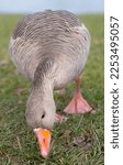 A Wild Greylag Goose Searches...