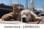 Small photo of cat and dog,charming puppy and kitten sit on wooden pier in harbor