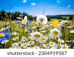  wild flower blooming field of...