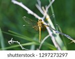 Small photo of A big yellow dragonfly with spread gossamery wings.