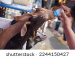 Human hand feeding baby goat