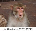 Small photo of Cataracts can affect the eyes of monkeys, causing clouding in the lens that may hinder vision. Just like in humans, cataracts can impact their sight and require appropriate veterinary care if detected