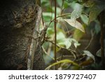 Small photo of Lizards are a widespread group of squamate reptiles.Lizards and snakes share a movable quadrate bone.Many lizards can detach their tails to escape from predators, an act called autotomy.