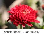 Red Chrysanthemum Flower Close...