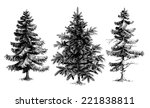 Pine Trees   Christmas Trees...
