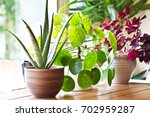 House plants display. Indoor plants in window