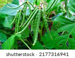 Mung bean pods, the fruits are elongated cylindrical or flat cylindrical pods, crop planting at the fields on tropical zone of Thailand.
