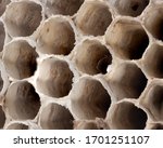 A Paper Wasp Nest Up Close