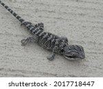 Gray And Black Lizard With...