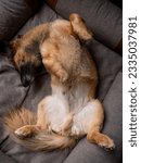 Small photo of Small mixed breed terrier lying on its back in a dogie bed.