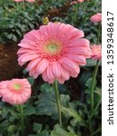 Small photo of gerbera flower (pink) grown in poly house or green house