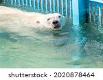 Polar Bear Swims In Pool At Zoo....