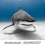 Small photo of Tiger Shark Head on Up Close in Clear Blue Water in The Bahamas