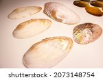 Small photo of The common pearl mussel or European river pearl mussel (lat.Margaritifera margaritifera) is a species of bivalve molluscs from the Unionoida order. Elongated shape. Polished sash.
