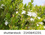 Small photo of Common myrtle shrub with flowers, Myrtus communis, in Dalmatia, Croatia