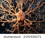 Small photo of The Euryalida are an order of brittle stars,[1] which includes large species with either branching arms (called "basket stars") or long and curling arms (called "snake stars").