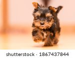 Two Month Old Yorkshire Terrier ...