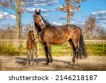 Small photo of A week old dark brown foal stands outside in the sun with her mother. mare with red halter. Warmblood, KWPN dressage horse. animal themes, newborn.