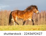 A brown wild exmoor pony trots...